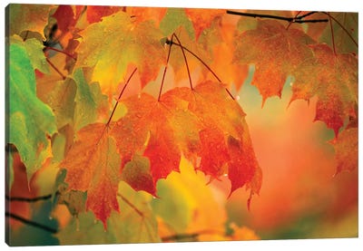 Autumn Maple Leaves Covered In Rain Canvas Art Print - Macro Photography