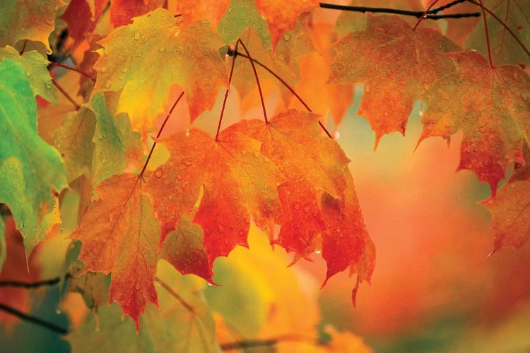 Autumn Maple Leaves Covered In Rain