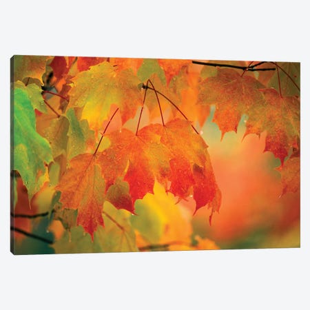 Autumn Maple Leaves Covered In Rain Canvas Print #ROT8} by Nancy Rotenberg Canvas Art Print