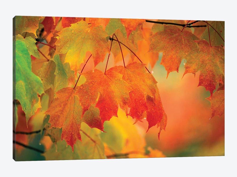 Autumn Maple Leaves Covered In Rain by Nancy Rotenberg 1-piece Canvas Print