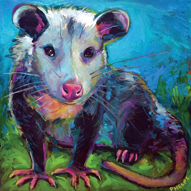 Oppossum by Robert Phelps wall art