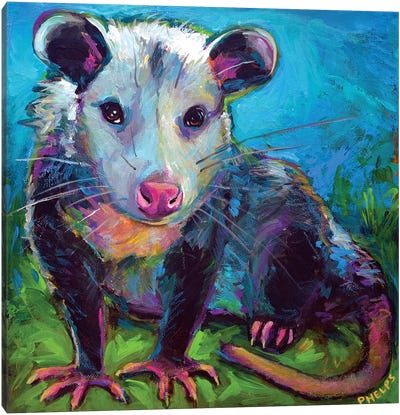 Oppossum Canvas Art Print