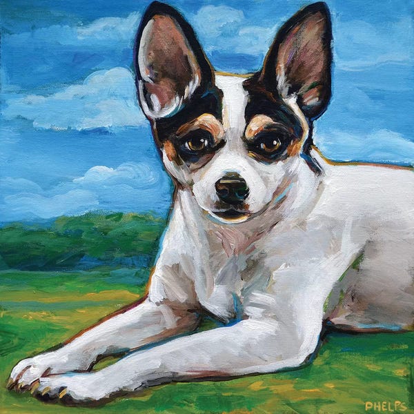 Robert Phelps: Rat Terrier by Robert Phelps