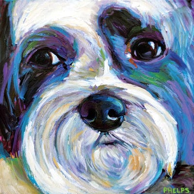 Shih Tzu by Robert Phelps framed canvas print