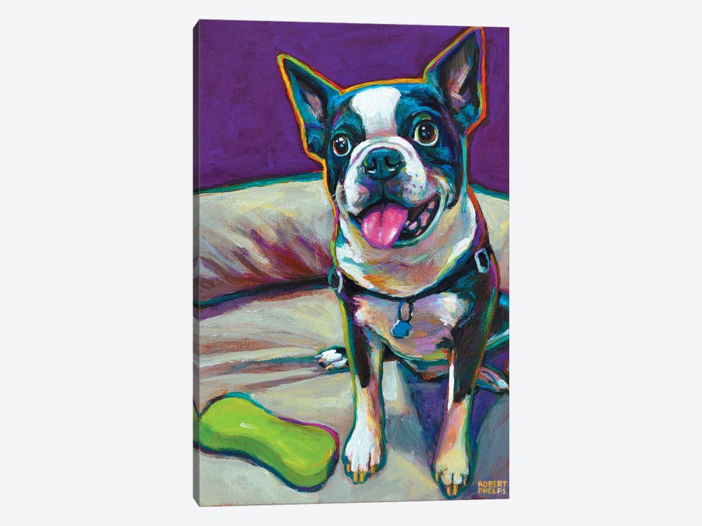 Boston Terrier And Toy by Robert Phelps 1-piece Art Print