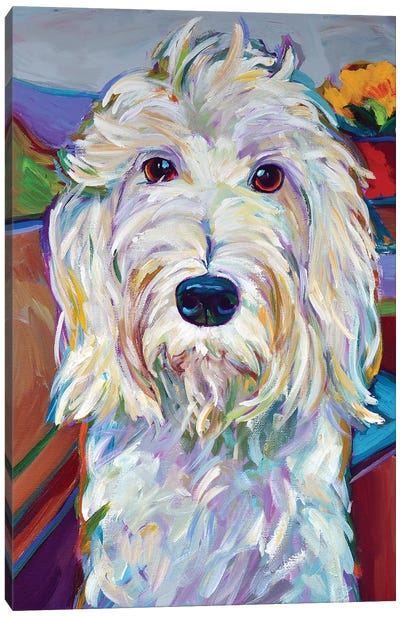 Willy the Schnoodle Canvas Art Print - Robert Phelps