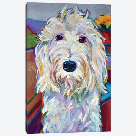 Willy the Schnoodle Canvas Print #RPH118} by Robert Phelps Canvas Art