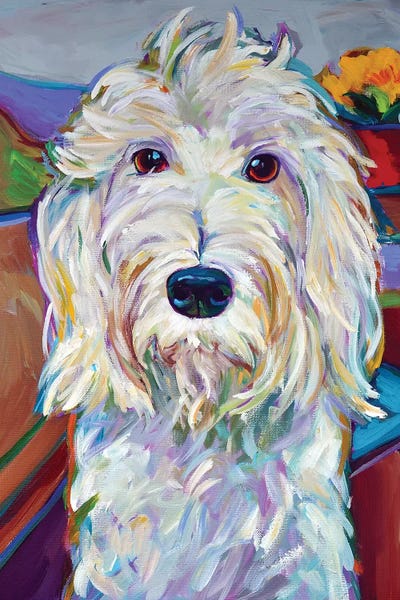 Robert Phelps: Willy the Schnoodle by Robert Phelps