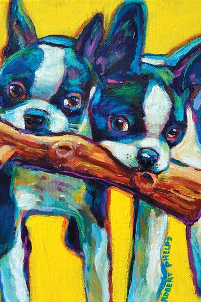 Terriers: Boston Terrier Puppies by Robert Phelps