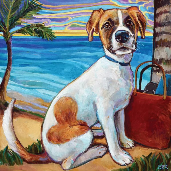 Aruba: Australian Shepherd In Aruba by Robert Phelps