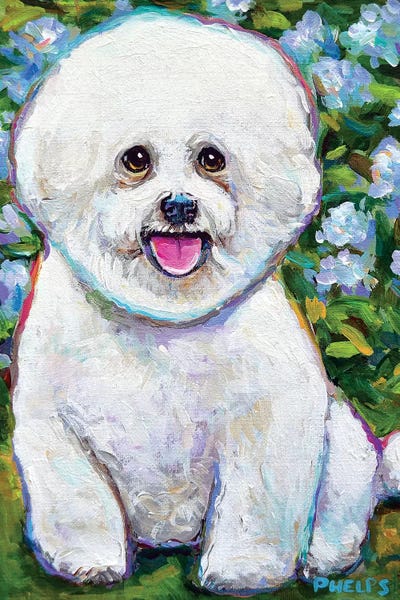 Robert Phelps: Bichon Frise And Blossoms by Robert Phelps