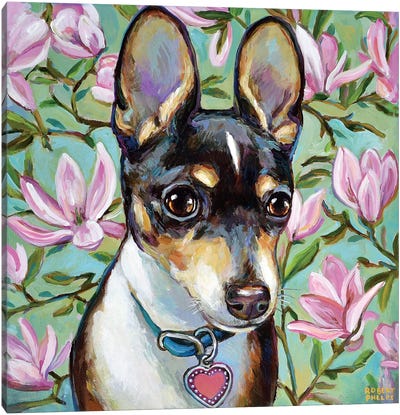 Chihuahua And Magnolia Blossoms Canvas Art Print - Chihuahua Art