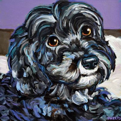 Cozy Black Schnoodle by Robert Phelps art print