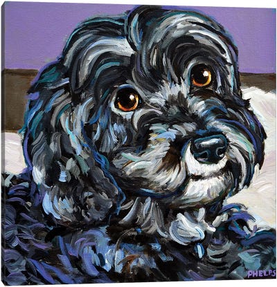Cozy Black Schnoodle Canvas Art Print - Poodle Art
