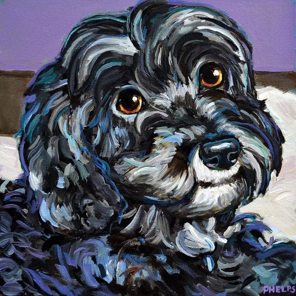Schnauzers: Cozy Black Schnoodle by Robert Phelps