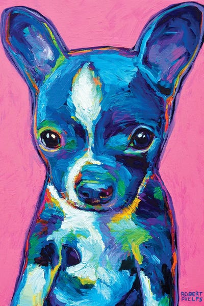 Homage To The Fauves: Boston Terrier Puppy by Robert Phelps