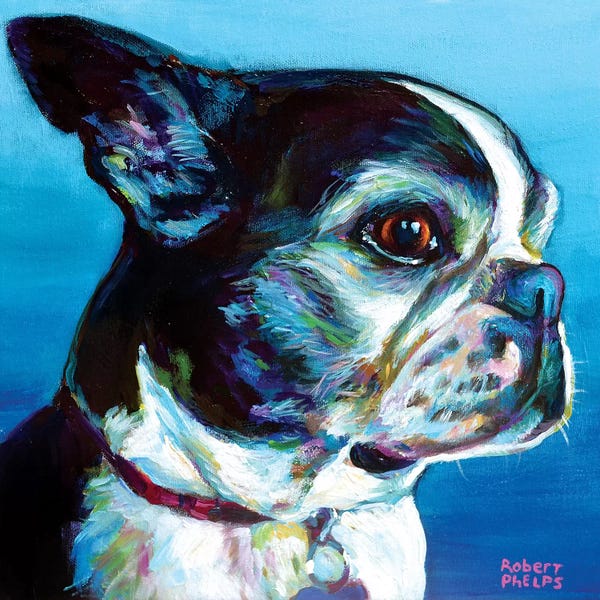 Robert Phelps: Gimli The Boston Terrier by Robert Phelps