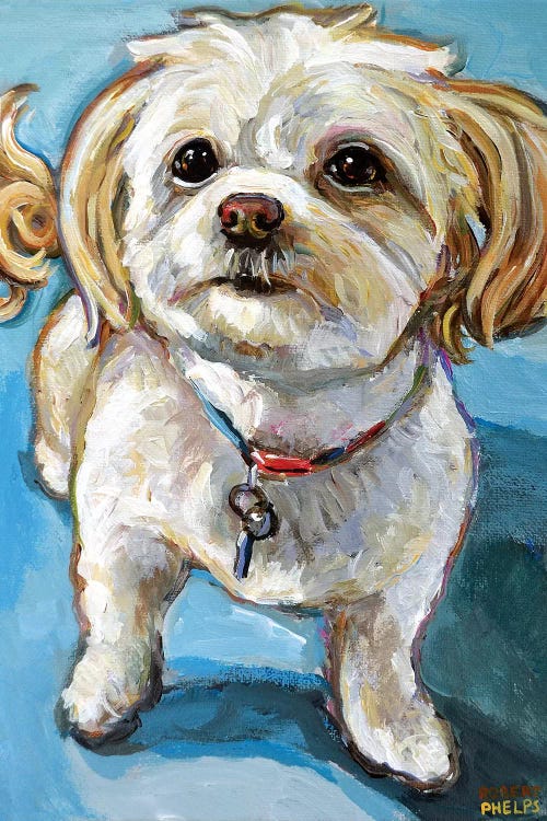 Murphy The Maltipoo by Robert Phelps wall art