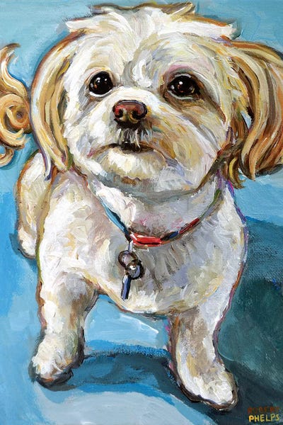 Maltese: Murphy The Maltipoo by Robert Phelps