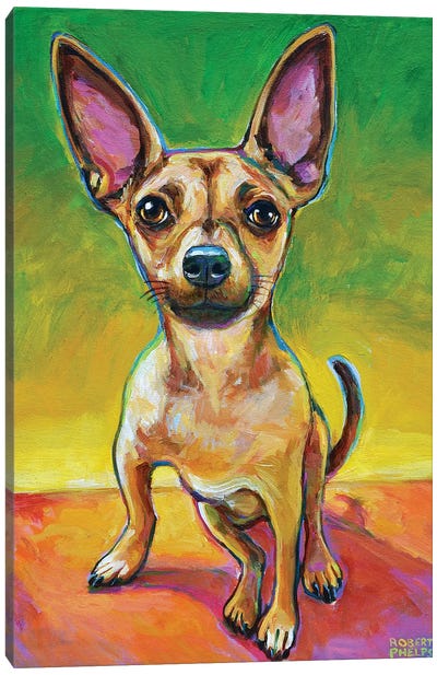 Ollie The Chihuahua Canvas Art Print - Robert Phelps