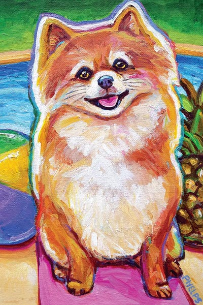 Pomeranians: Poolside Pomeranian Pup by Robert Phelps