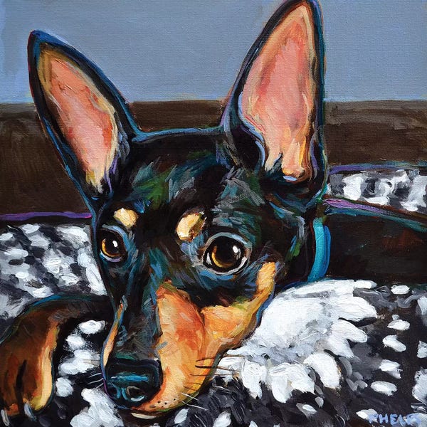 Doberman Pinschers: Stan The Miniature Doberman Pinscher  by Robert Phelps