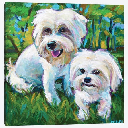 Maltese Puppies In The Park Canvas Print #RPH147} by Robert Phelps Canvas Art