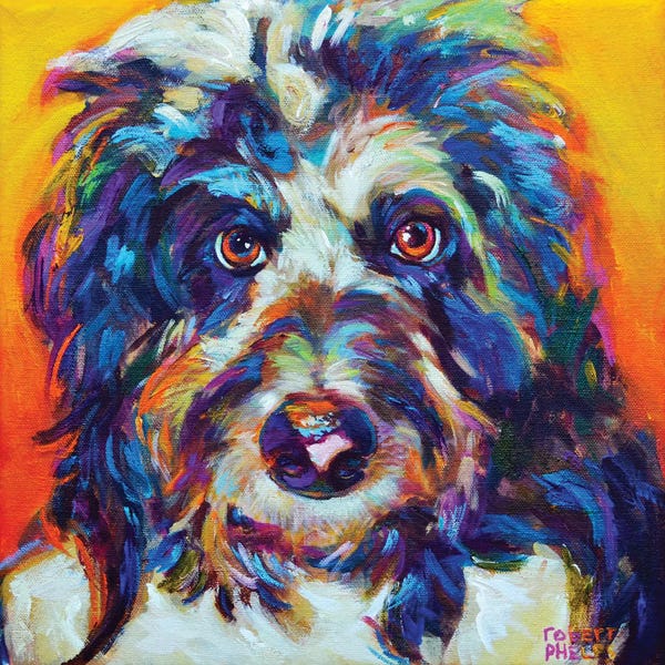 Australian Cattle Dogs: Mr Aussiedoodle by Robert Phelps