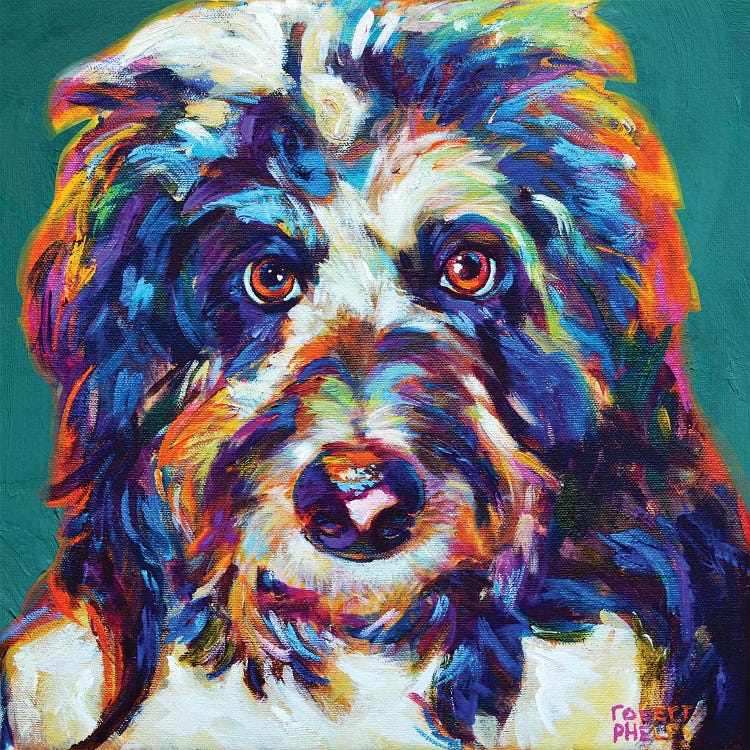 Mr Aussiedoodle On Teal