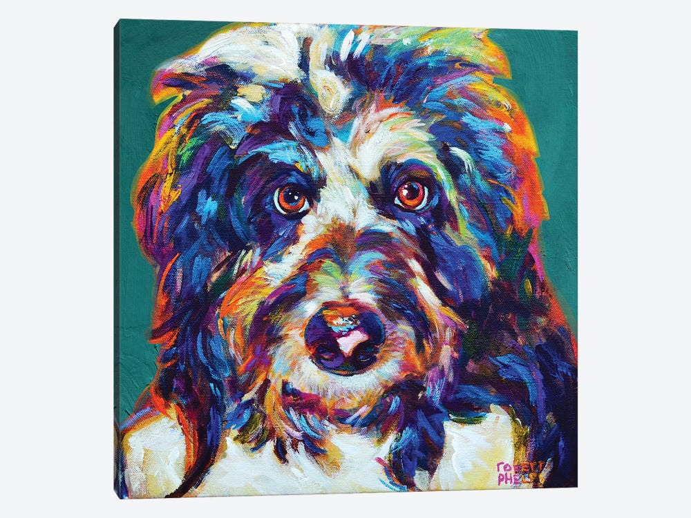 Mr Aussiedoodle On Teal by Robert Phelps 1-piece Canvas Art Print