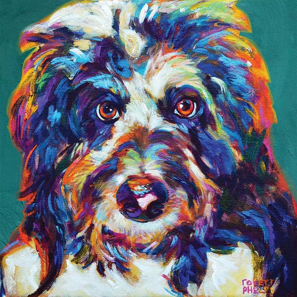 Robert Phelps: Mr Aussiedoodle On Teal by Robert Phelps