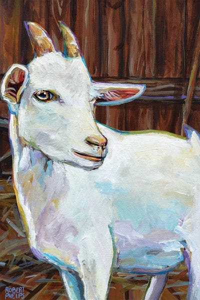 White Goat In Barn by Robert Phelps framed canvas print