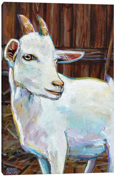 White Goat In Barn Canvas Art Print - Robert Phelps