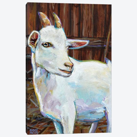 White Goat In Barn Canvas Print #RPH165} by Robert Phelps Canvas Art