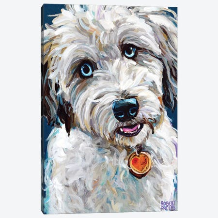 Aussiedoodle With Blue Eyes Canvas Print #RPH166} by Robert Phelps Canvas Art