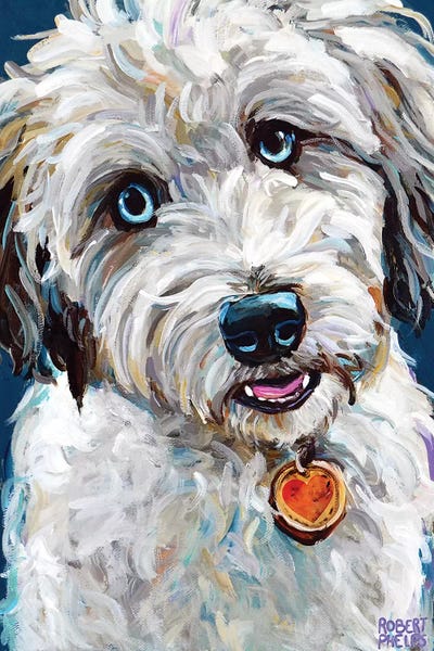 Australian Shepherds: Aussiedoodle With Blue Eyes by Robert Phelps