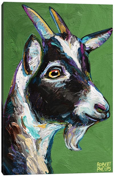 Baby Goat On Green Canvas Art Print - Robert Phelps