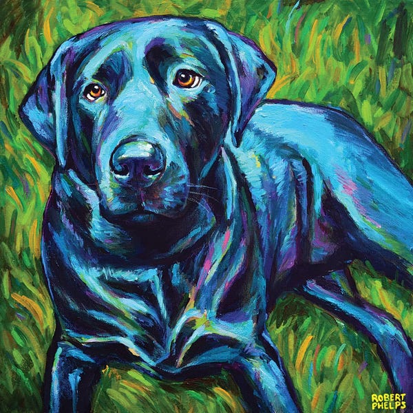 Robert Phelps: Black Lab On The Grass by Robert Phelps