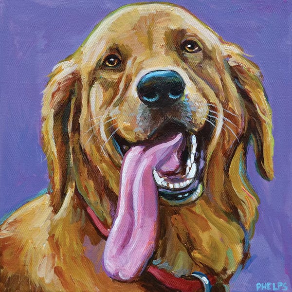 Robert Phelps: Golden Retriever With Big Tongue by Robert Phelps