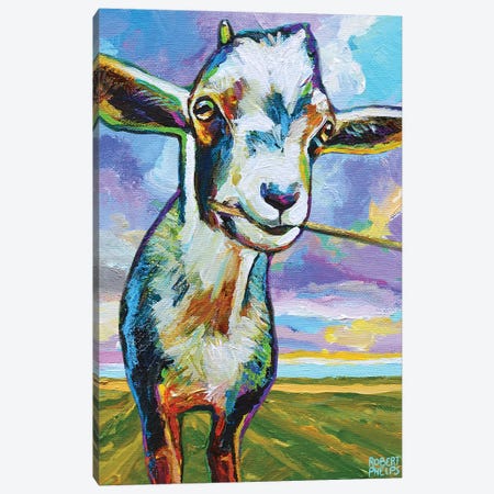 Theo The Goat In The Field Canvas Print #RPH182} by Robert Phelps Canvas Art Print