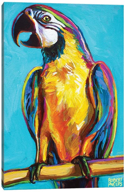 Parrot On Blue Canvas Art Print - Robert Phelps