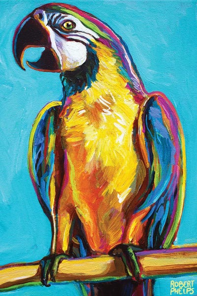Parrots: Parrot On Blue by Robert Phelps