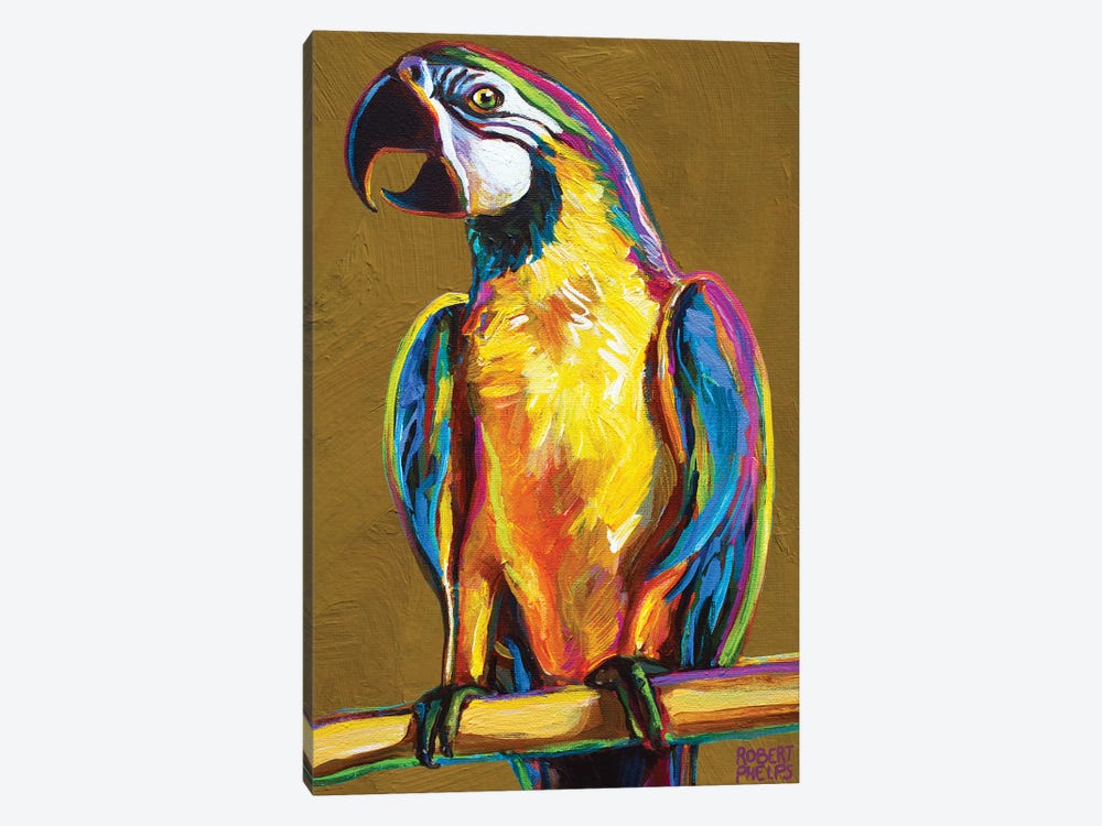 Parrot On Gold by Robert Phelps 1-piece Canvas Artwork