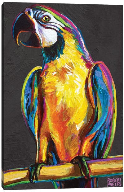 Parrot On Gray Canvas Art Print - Robert Phelps
