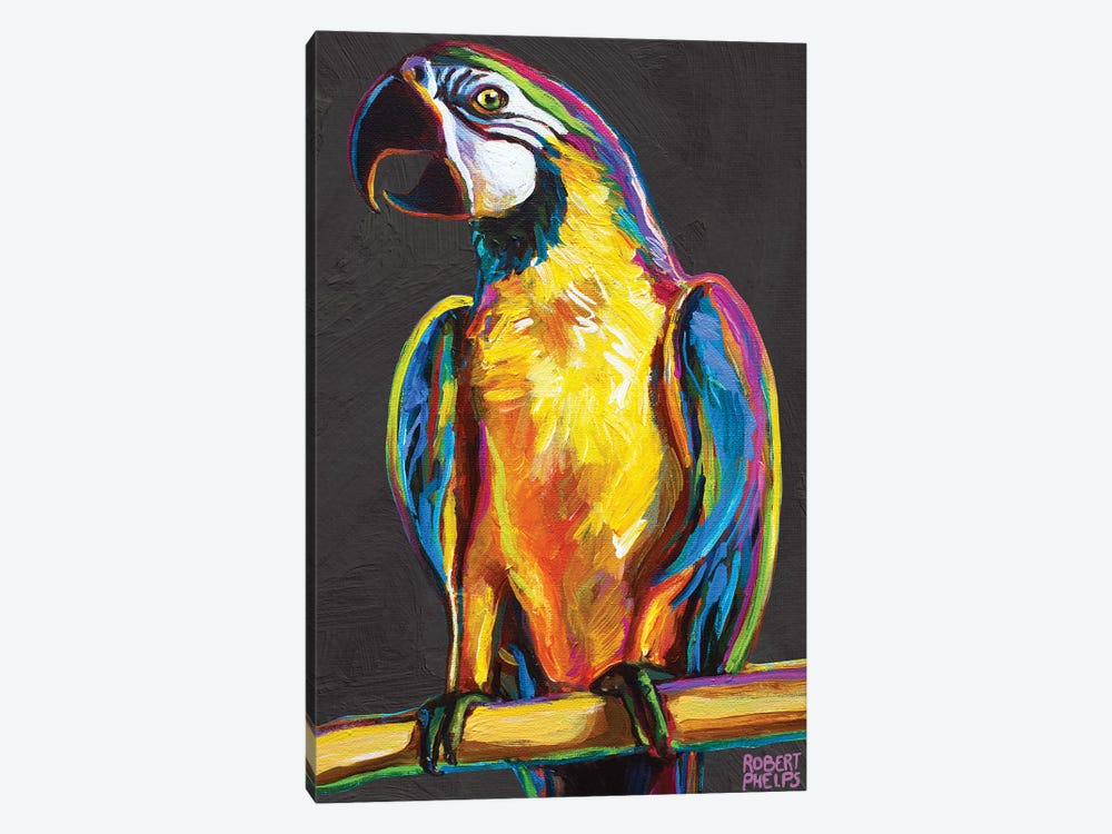 Parrot On Gray by Robert Phelps 1-piece Canvas Wall Art