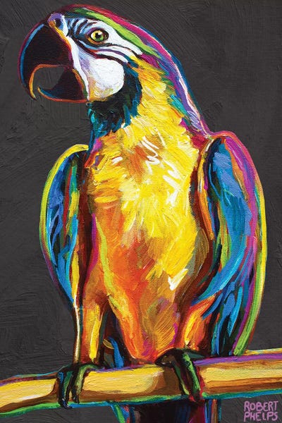 Parrots: Parrot On Gray by Robert Phelps