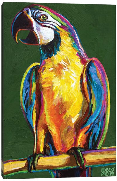 Parrot On Green Canvas Art Print - Robert Phelps
