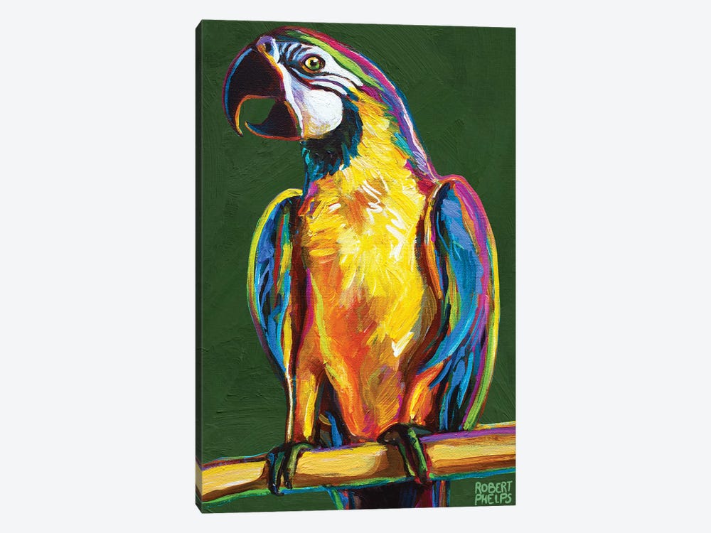 Parrot On Green by Robert Phelps 1-piece Canvas Art Print