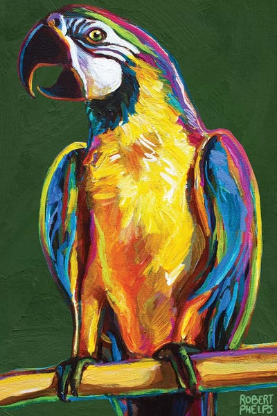 Parrots: Parrot On Green by Robert Phelps