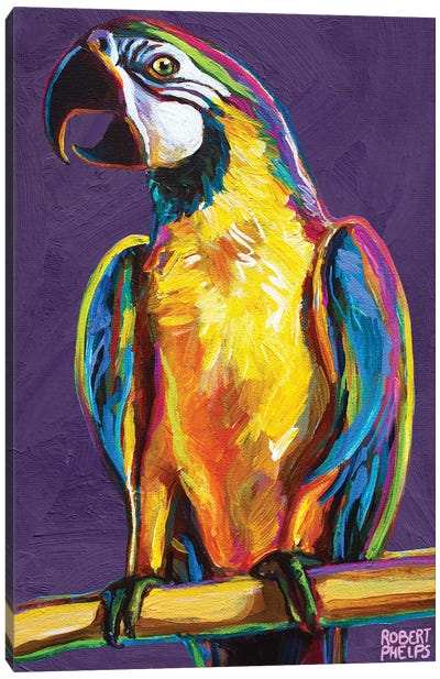 Parrot On Violet Canvas Art Print - Robert Phelps